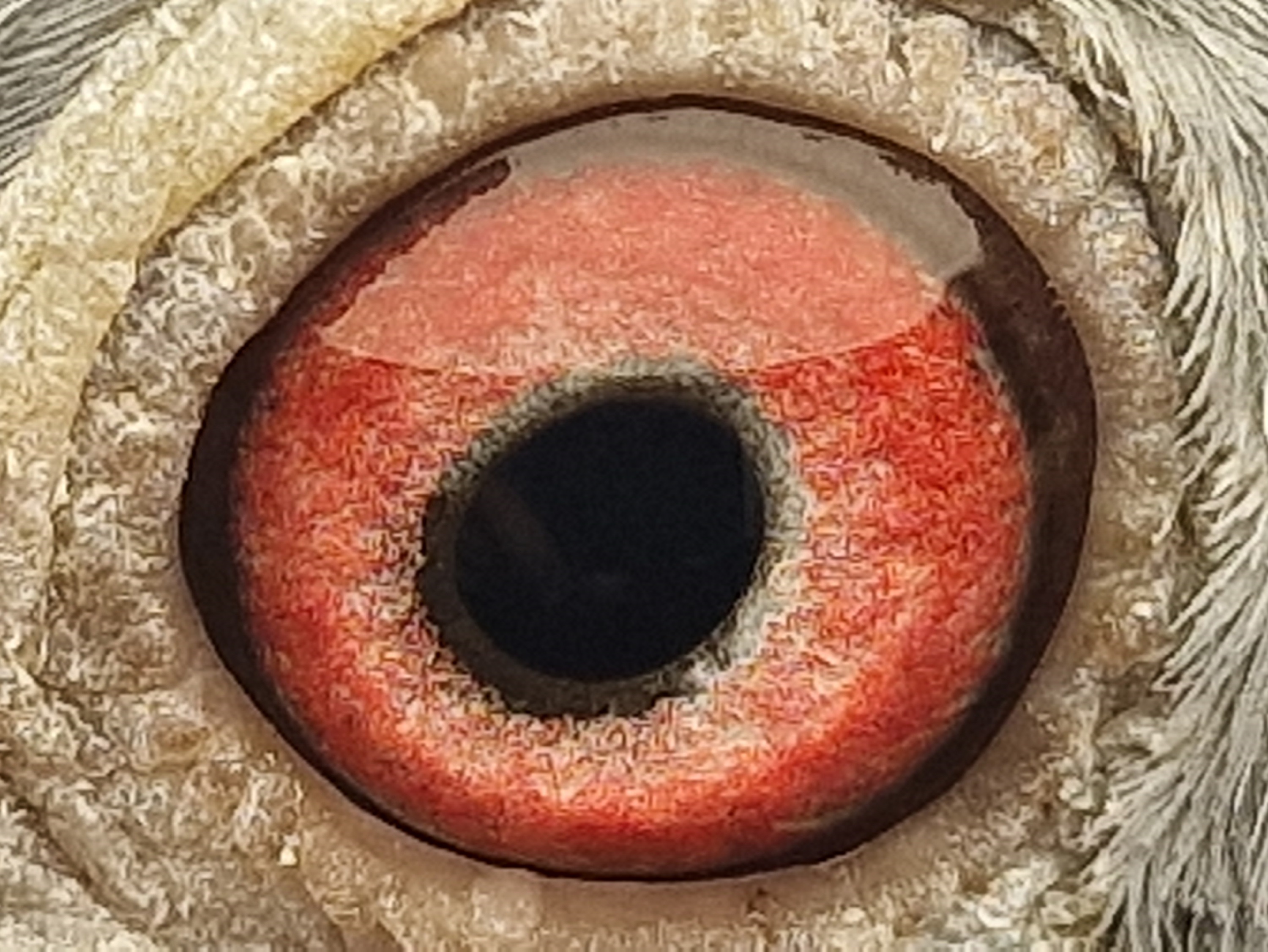 Pigeon eye